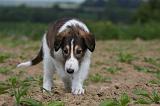 BARZOI 085